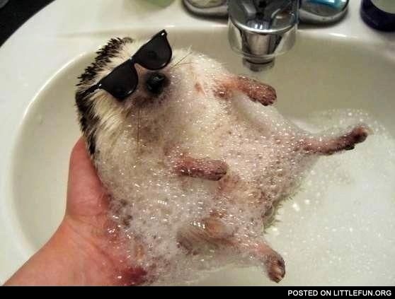 Hedgehog in the bath