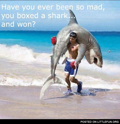 Have you ever been so mad, you boxed a shark and won?