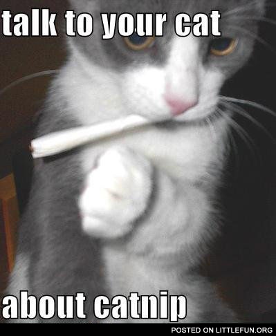 Talk to your cat about catnip