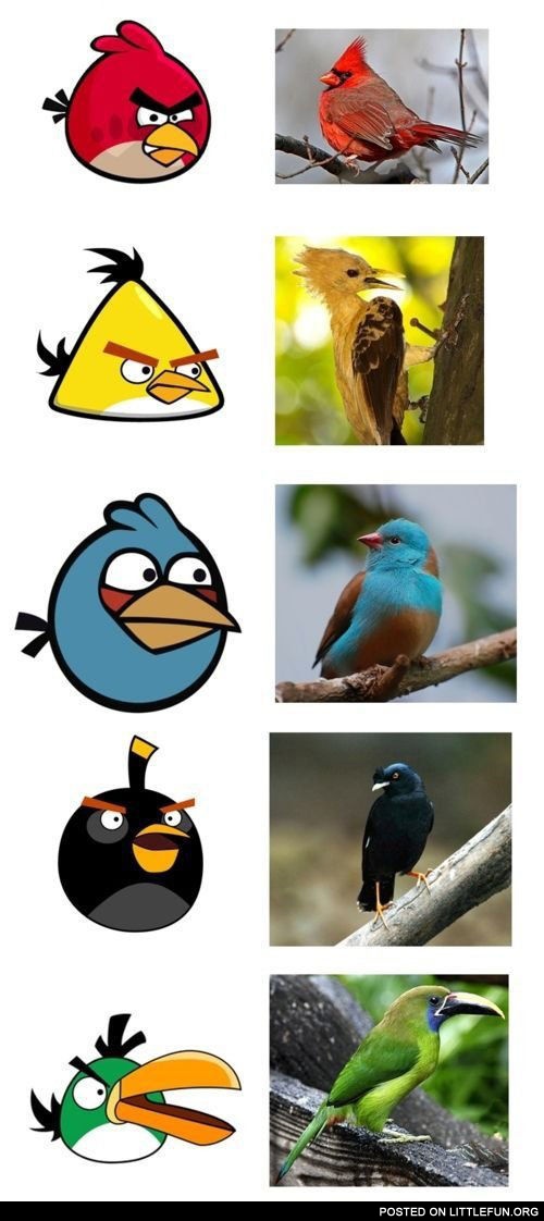 Angry birds in reality