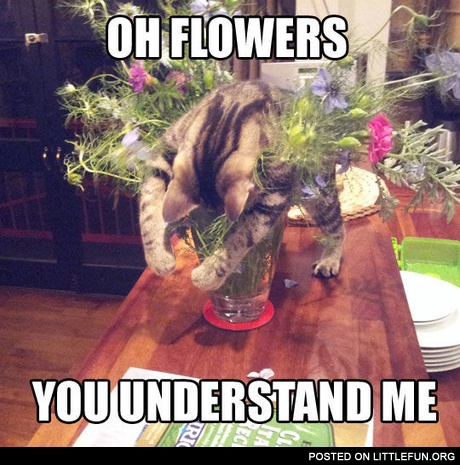 Oh flowers, you understand me