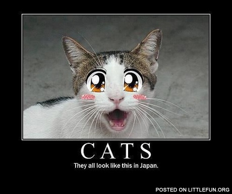 Cats, they all look like this in Japan