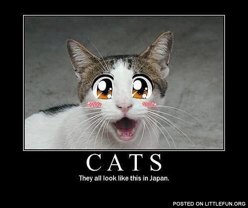 Cats, they all look like this in Japan