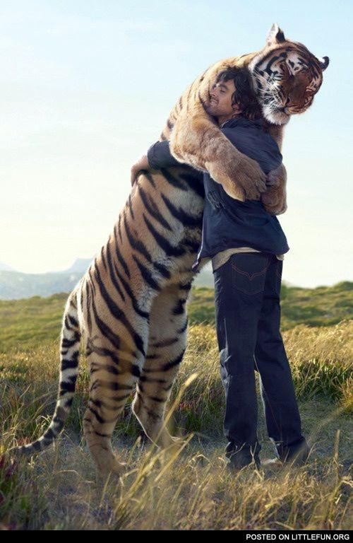 Tiger hug