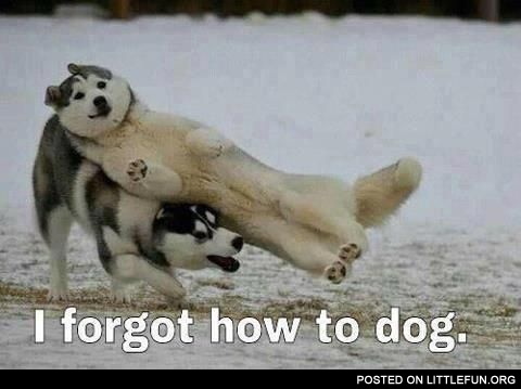 I forgot how to dog