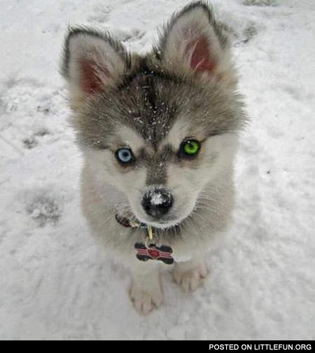Tiny Husky