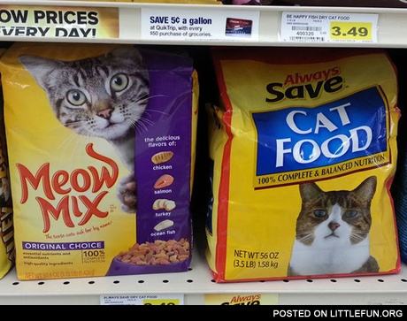 Generic-Brand Cat Can't Hide His Disappointment