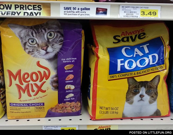 Generic-Brand Cat Can't Hide His Disappointment
