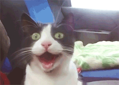 Crazy cat