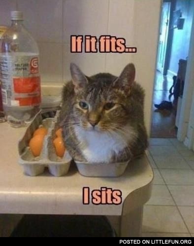 If it fits I sits