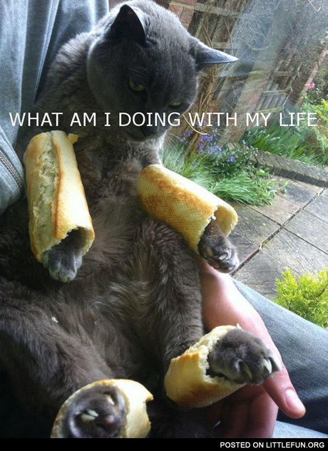What am I doing with my life