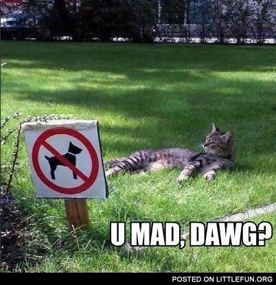U mad, dawg?