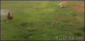 Hunting fail