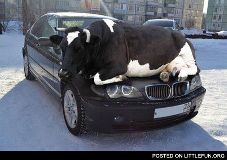 Cow on the car