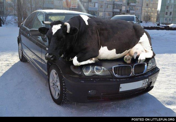 Cow on the car