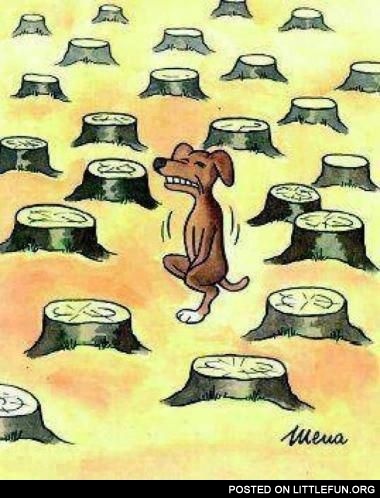 Effects of deforestation