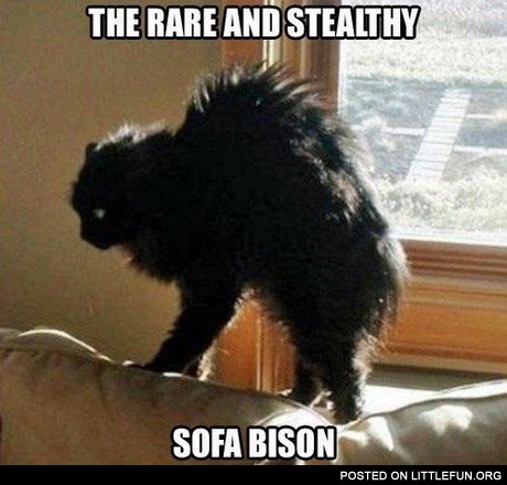Sofa bison