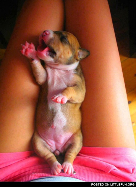 Little puppy