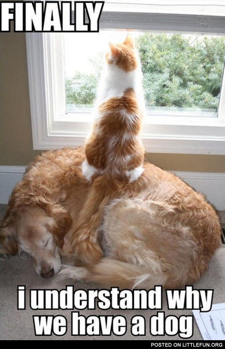 Finally I understand why we have a dog
