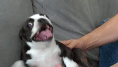 Tickling dog
