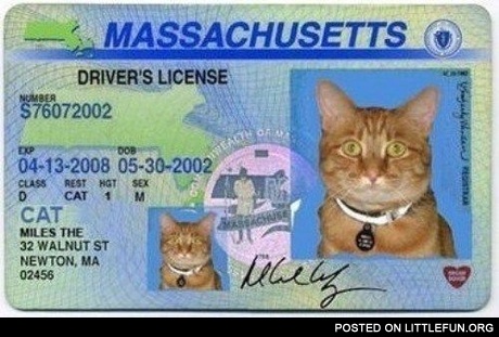 Driver's license