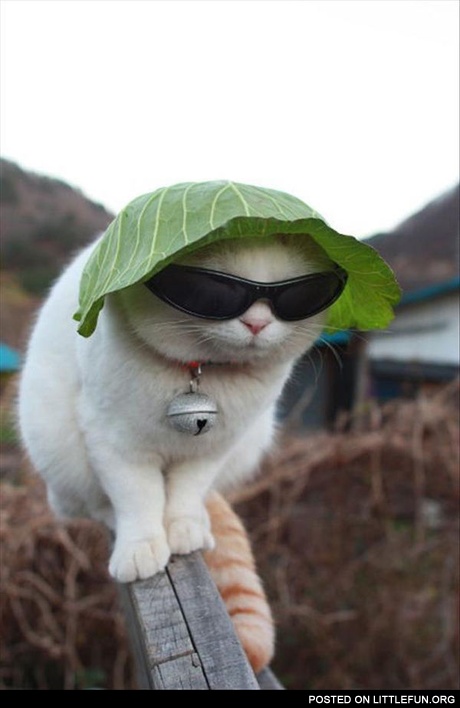 Hat and glasses