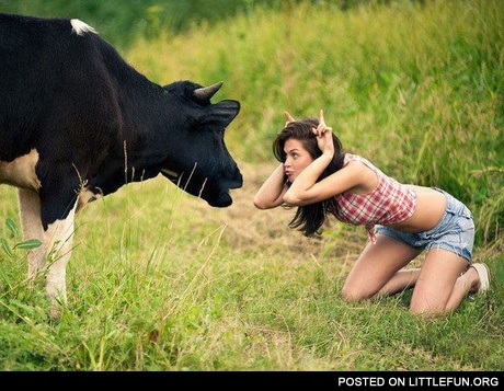 Cow vs. girl