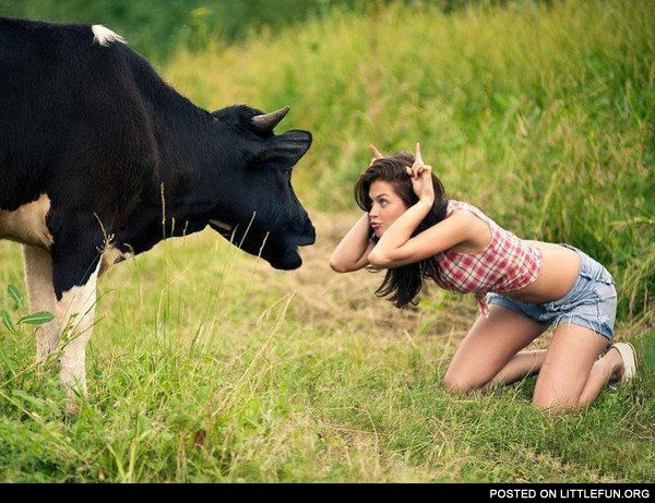 Cow vs. girl