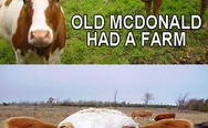 Old McDonald had a farm
