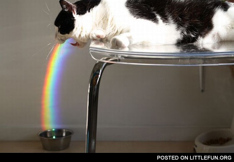 Rainbow cat