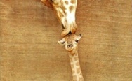Giraffe mother love