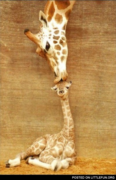 Giraffe mother love