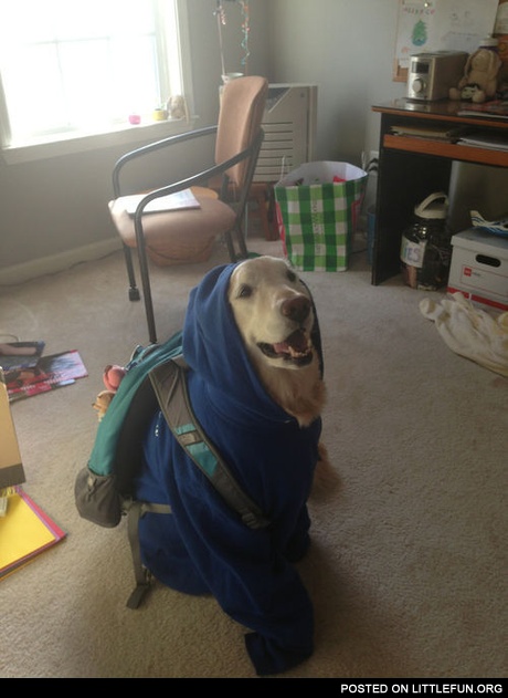 Ninja dog