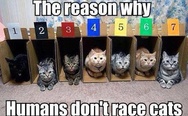 The reason why humans don't race cats