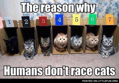 The reason why humans don't race cats