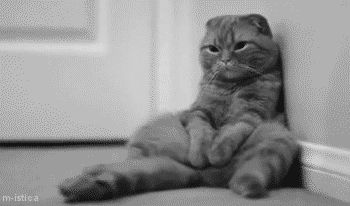 Lazy cat