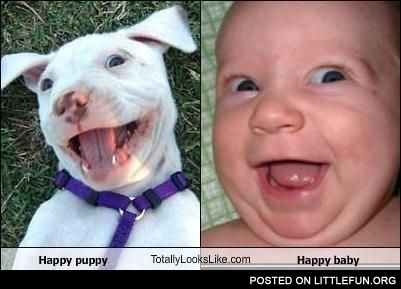 Happy puppy