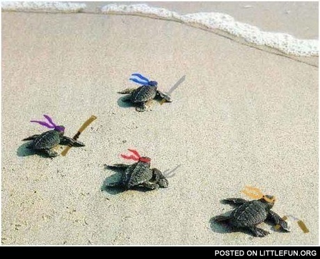 Real ninja turtles