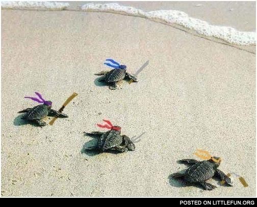 Real ninja turtles