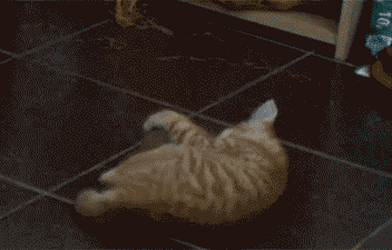 Kitten and potato