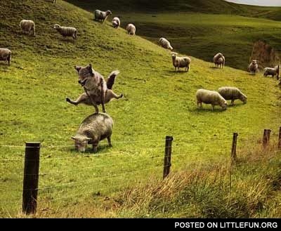 Sheep jumping