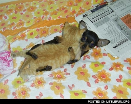 Puppy kitty love