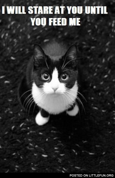 I will stare at you until you feed me