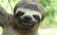 Justin bieber sloth