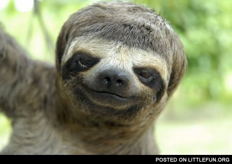 Justin bieber sloth