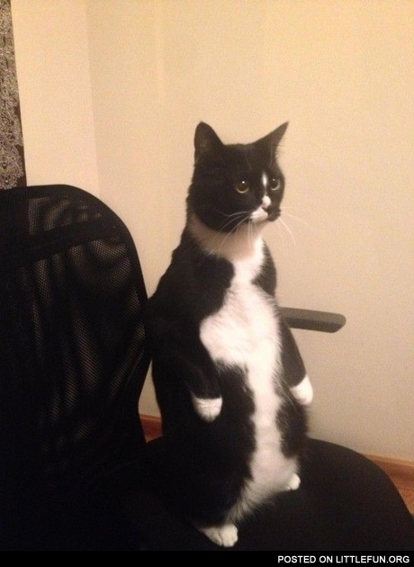 Strange cat