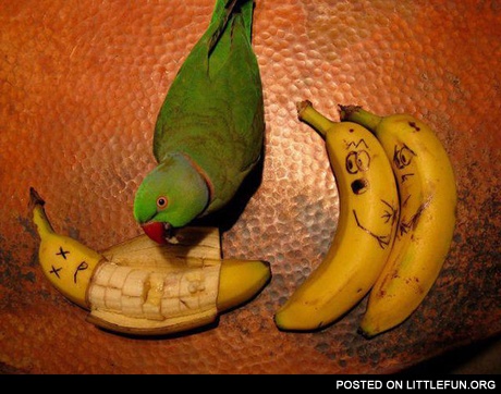 Harsh parrot