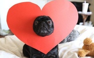 Valentine's pug