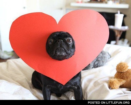 Valentine's pug