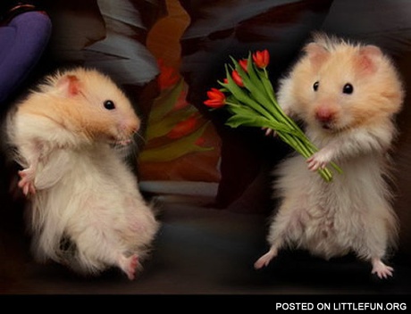 Happy Valentine's Day